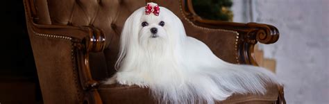 Perro Maltese: Todo Lo Que Necesitas Saber.